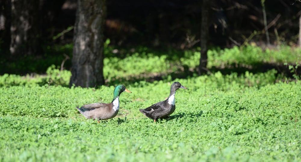 Quinta Pedagogica Da Samoqueirinha - Duna Parque Resorts & Hotels Vila Nova de Milfontes Zewnętrze zdjęcie