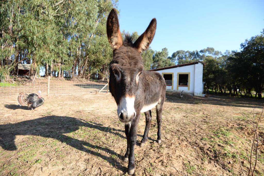 Quinta Pedagogica Da Samoqueirinha - Duna Parque Resorts & Hotels Vila Nova de Milfontes Zewnętrze zdjęcie